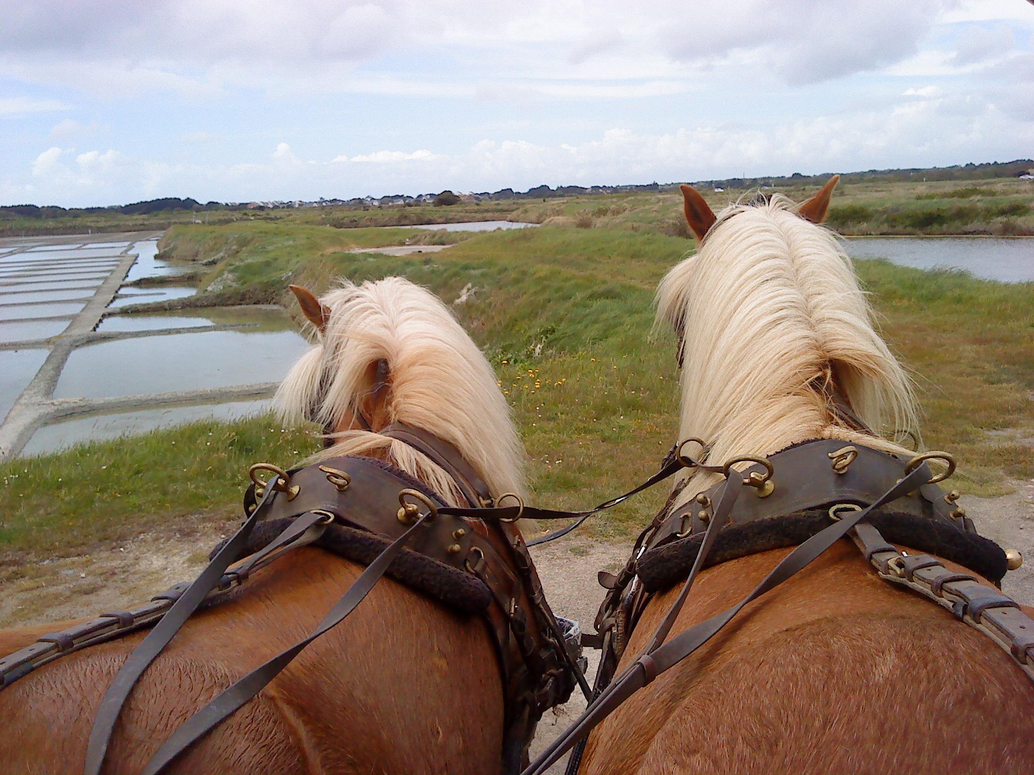 Guérande, Centre équestre les Chevaux de Congor, balade en calèche dans les marais salants_1