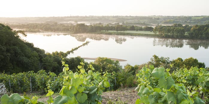 Vignes vue sur la Loire