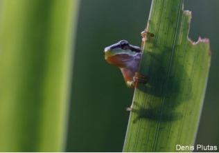 massereau-168-frossay_2