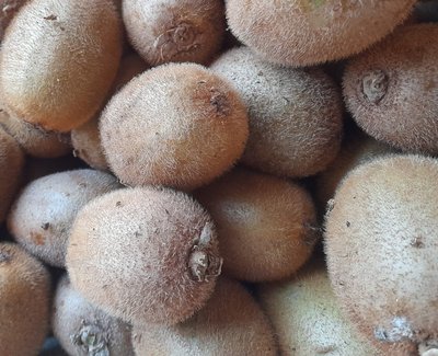 kiwis-petite-lounais-10830_8
