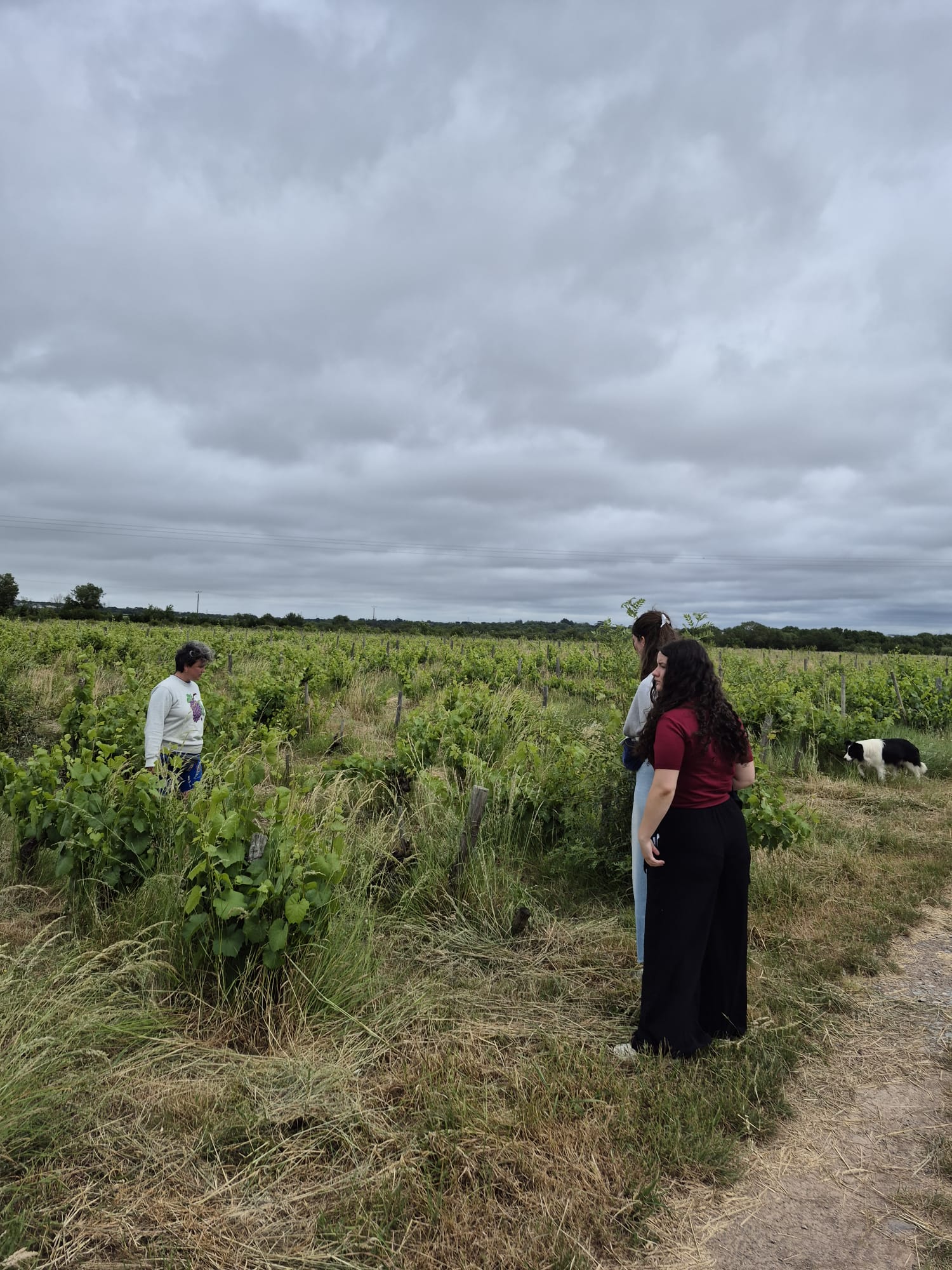 Domaine de la Paonnerie