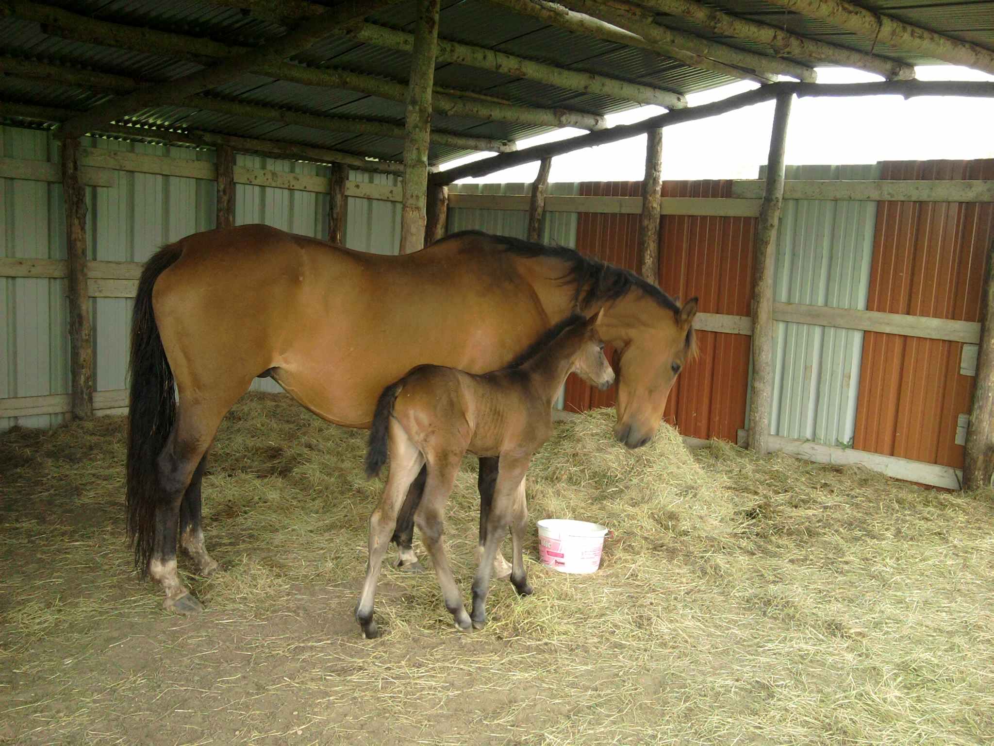 Au Galop Ecurie Emilie Guillon à Missillac_1
