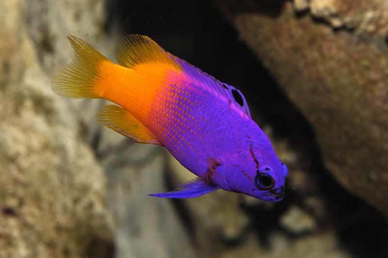 Océarium du Croisic_1