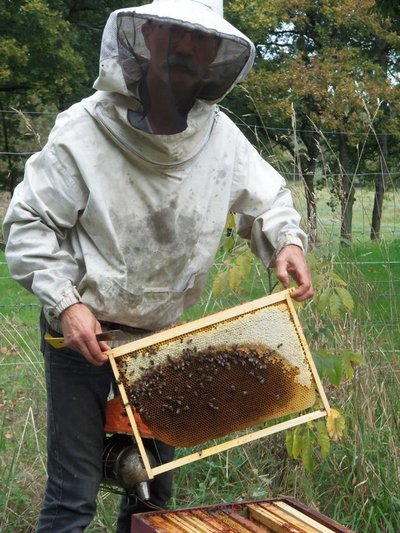 rucher-de-la-roche-aux-chenes-rucher-de-la-roche-aux-chenes-1216111_1