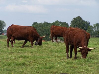 Vaches salers - Ferme de la Grée - Herbignac_1