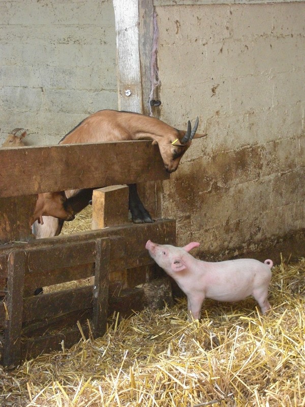 la-ferme-des-1001-cornes-ferme-des-1001-cornes-1-1216102_1