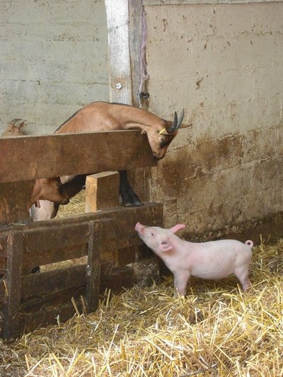 la-ferme-des-1001-cornes-ferme-des-1001-cornes-1-1216102_1