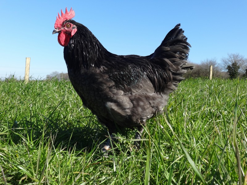 Matthieu Brosseau - Eleveur volailles - Mesquer Quimiac_1