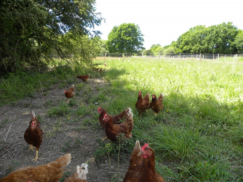 vanessa-lelant-ferme-st-lyphard-poules-3-1433880_1