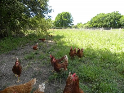 vanessa-lelant-ferme-st-lyphard-poules-3-1433880_1