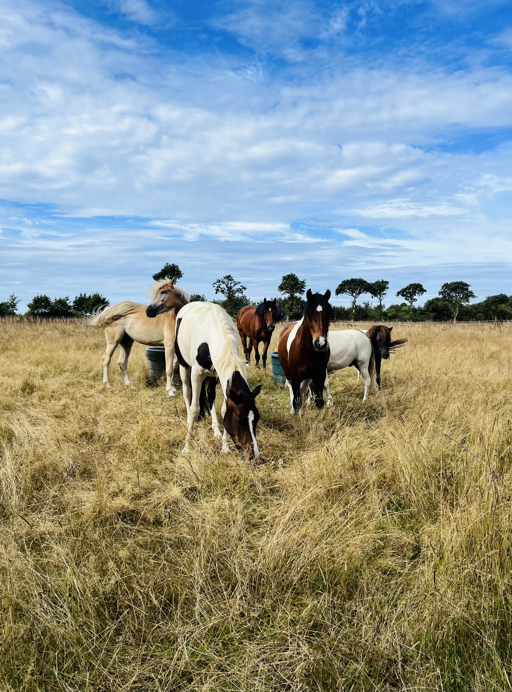 Écurie des Rosières Guérande_1