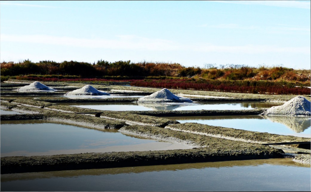 l-oeillet-de-guerande-l-oeillet-de-guerande-1006021_1