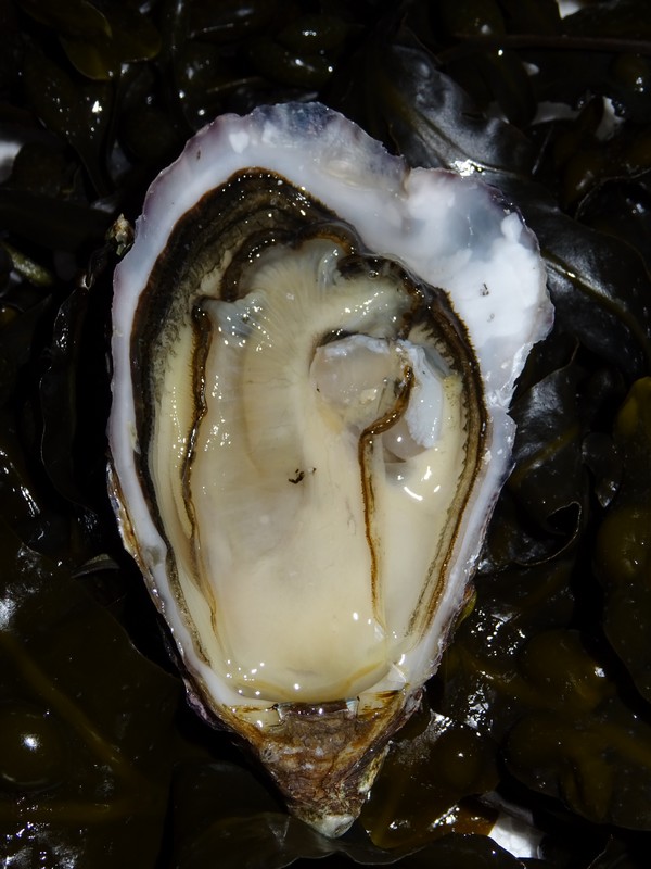 Josso Ostréiculteur - Pen Bé - Assérac_2