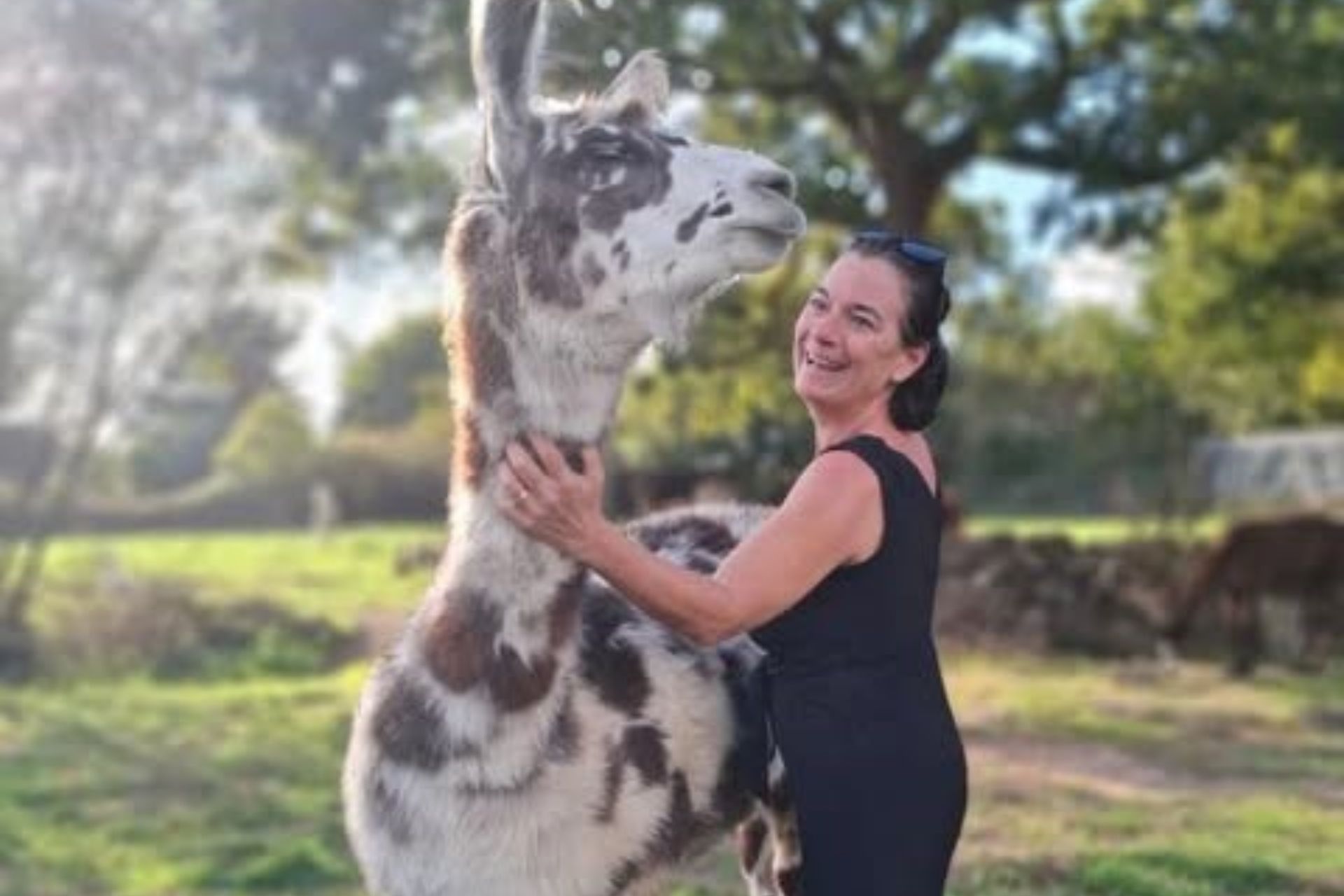 L'écrin de la belle étoile, éleveur de lama et alpaga _1