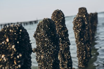 Ferme marine La Penbéenne - Pen Bé - Assérac_1