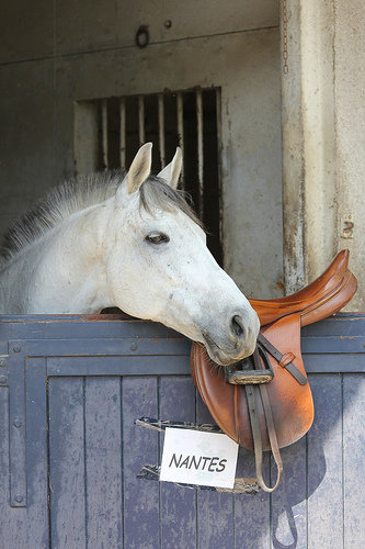 Grandchamp-des-fontaines--PONEYclub