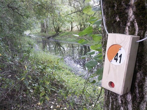 Balise du parcours d'orientation Ancenis-Saint-Géréon