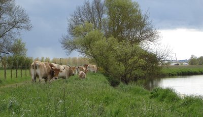 les vaches du Transfo pature le long de la Vilaine_2