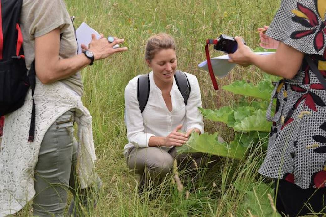 Antidotes des Bosquets