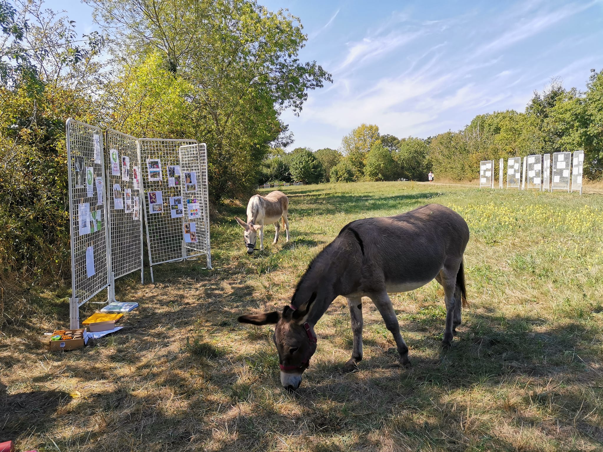 Association Mediliane
