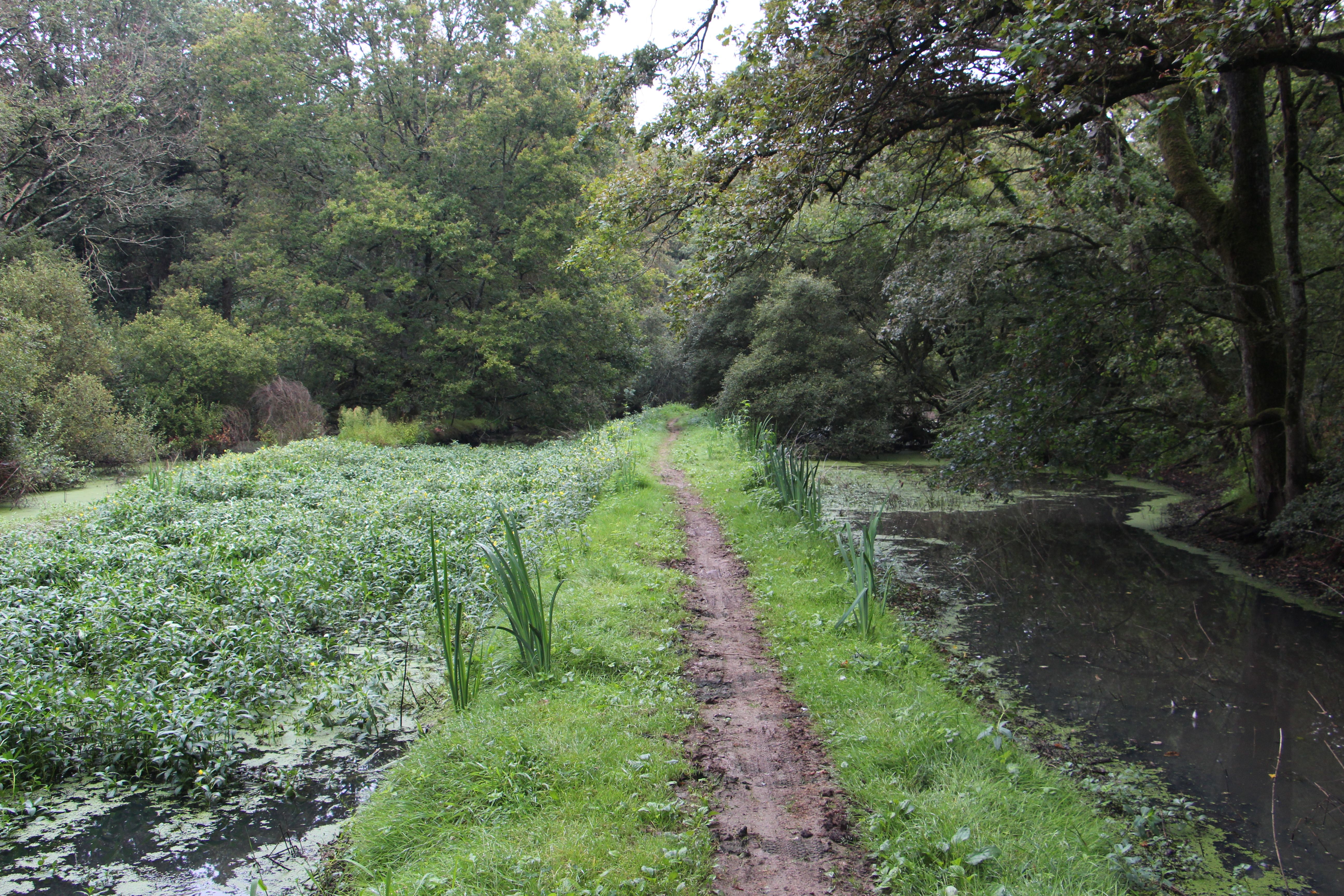 La Forêt de Vioreau
