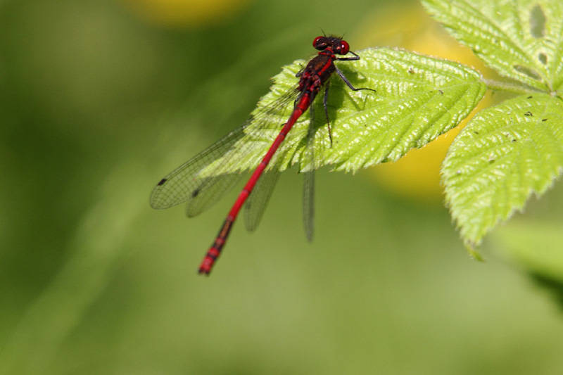 odonate (Libellule) - crédit photo: M Pouvreau_1