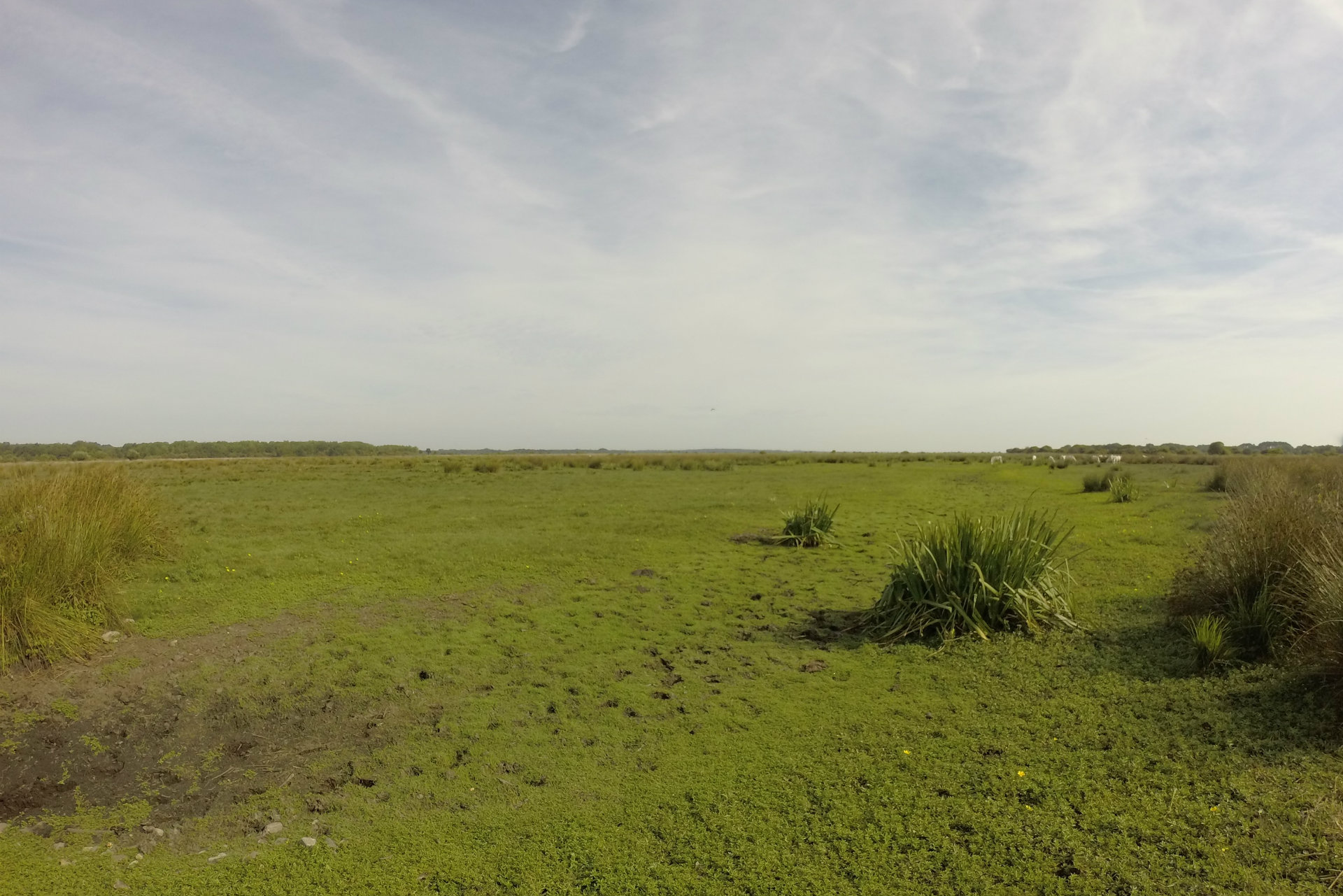 Les bords de Brière_1