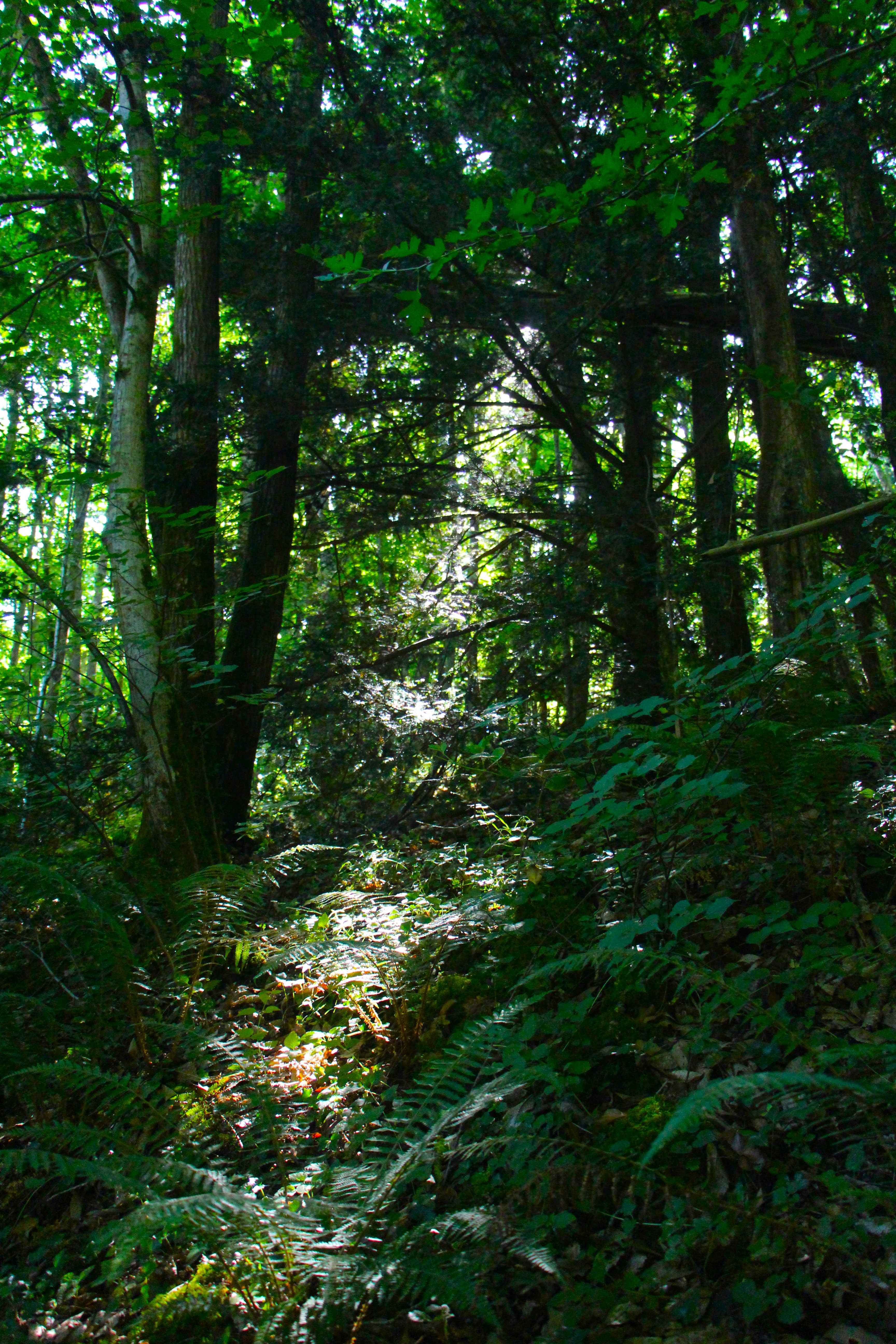 Circuit du Pont Noyer