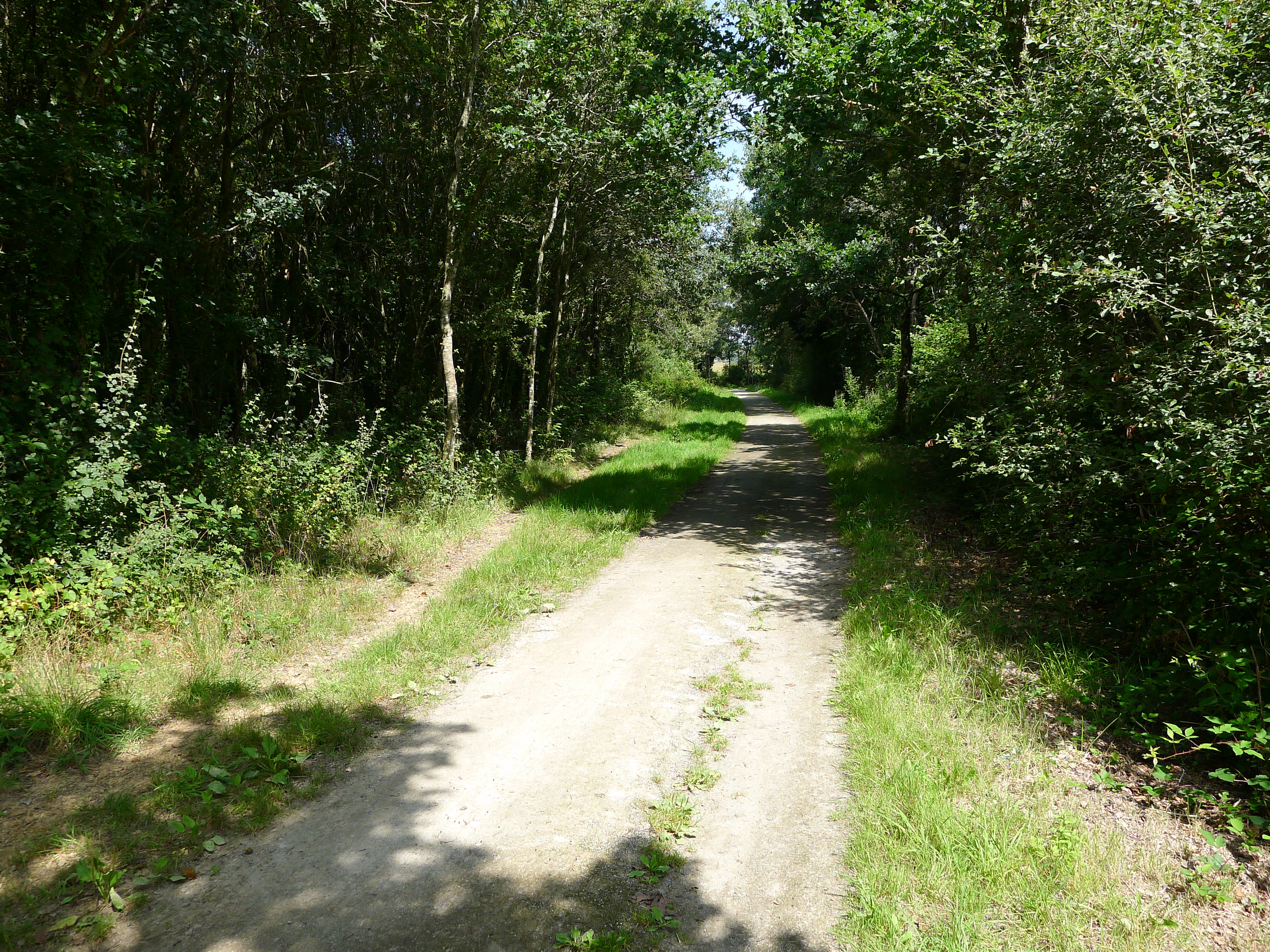 Le coq fleuri_Saint-Andre