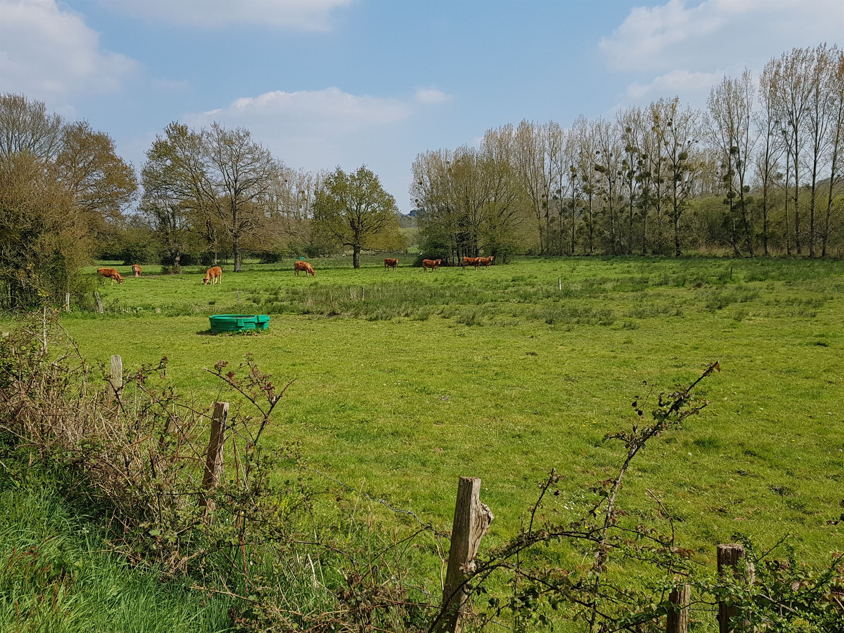 Marais de Fégréac_12